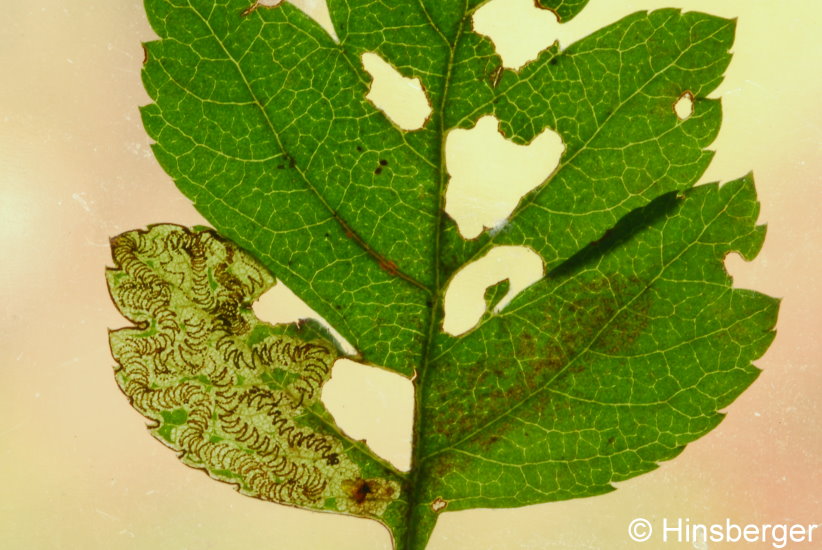 Stigmella oxyacanthella (STAINTON, 1854)