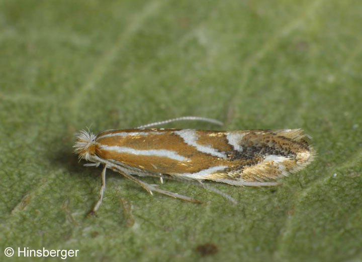 Phyllonorycter salictella (ZELLER, 1846)