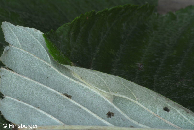 Phyllonorycter sorbi (FREY, 1855)