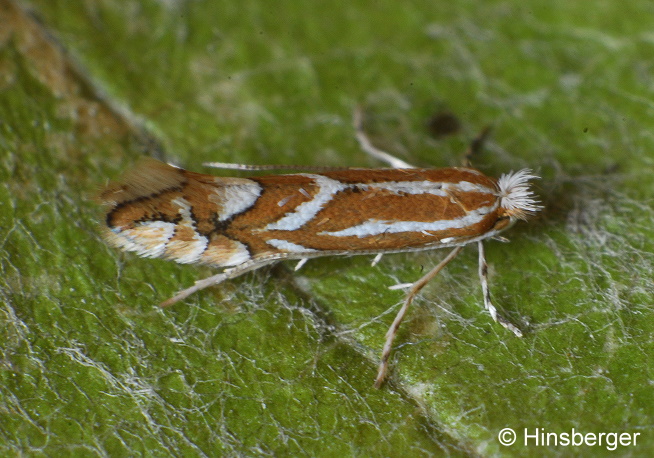 Phyllonorycter spinicolella (ZELLER, 1846)