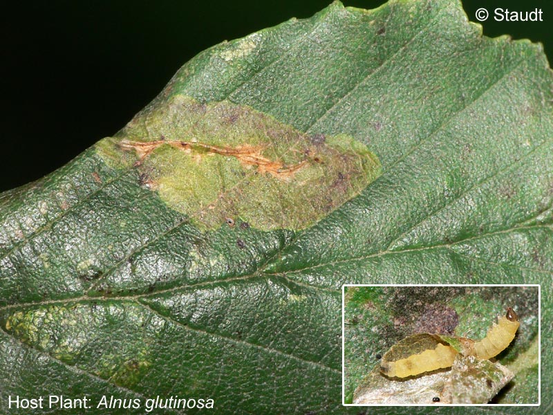 Phyllonorycter stettinensis (NICELLI, 1852)