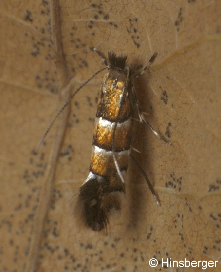 Phyllonorycter stettinensis (NICELLI, 1852)