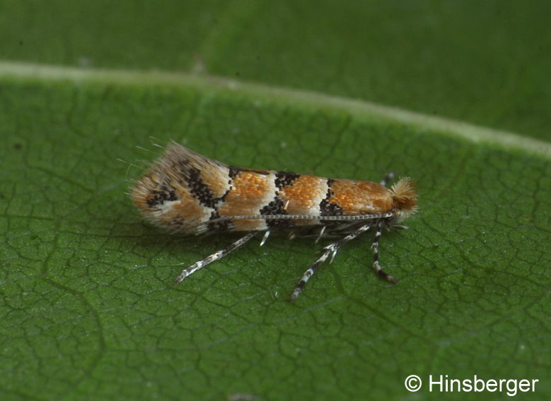 Phyllonorycter trifasciella (HAWORTH, 1828)