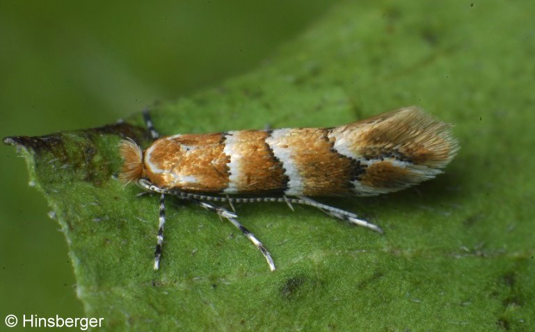 Phyllonorycter tristrigella (HAWORTH, 1828)