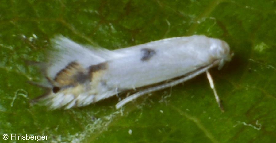 Phyllocnistis labyrinthella (BJERKANDER, 1790)