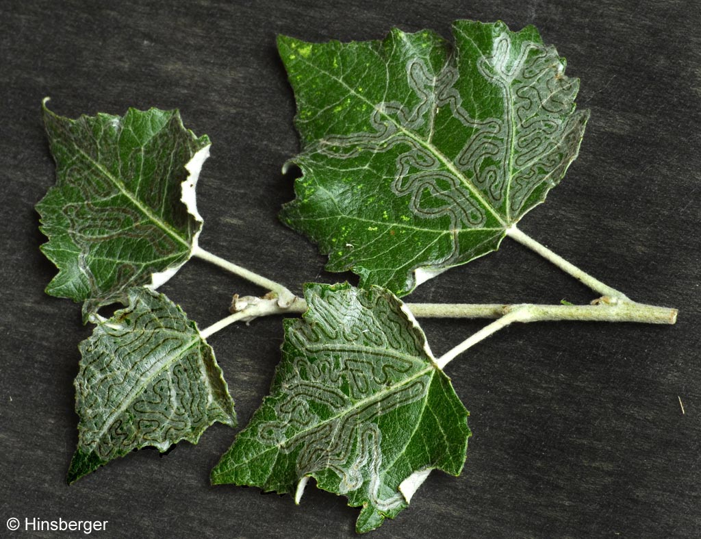 Phyllocnistis labyrinthella (BJERKANDER, 1790)