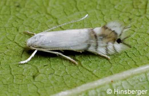 Phyllocnistis unipunctella (STEPHENS, 1834)