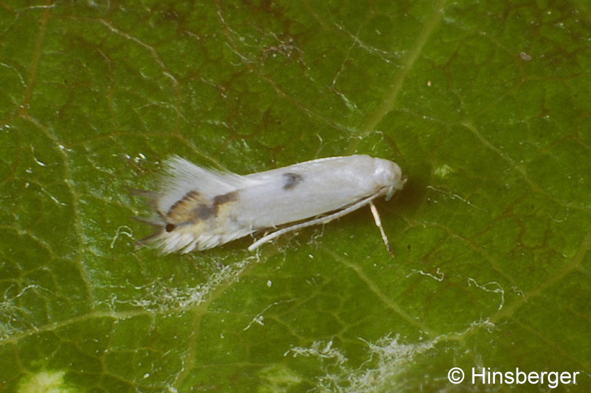 Phyllocnistis xenia M. HERING, 1936