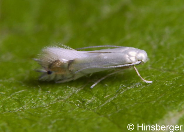 Phyllocnistis xenia M. HERING, 1936