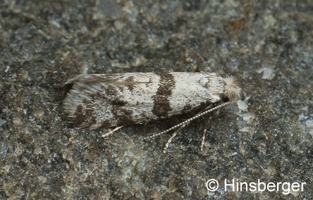 Scythropia crataegella (LINNAEUS, 1767)