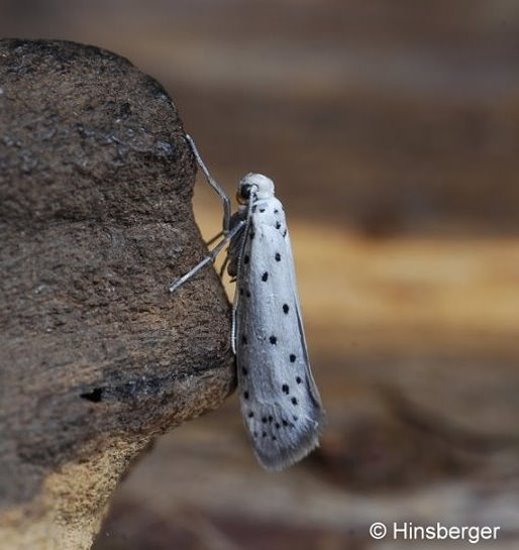 Yponomeuta padella (LINNAEUS, 1758)