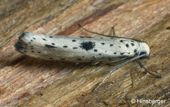 Yponomeuta plumbella (DENIS & SCHIFFERMLLER, 1775)