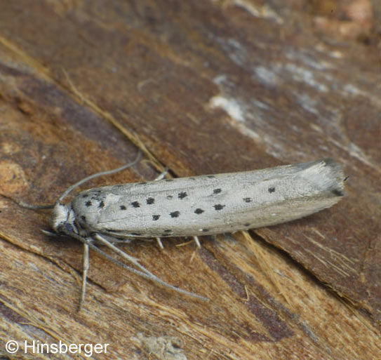 Yponomeuta sedella TREITSCHKE, 1833