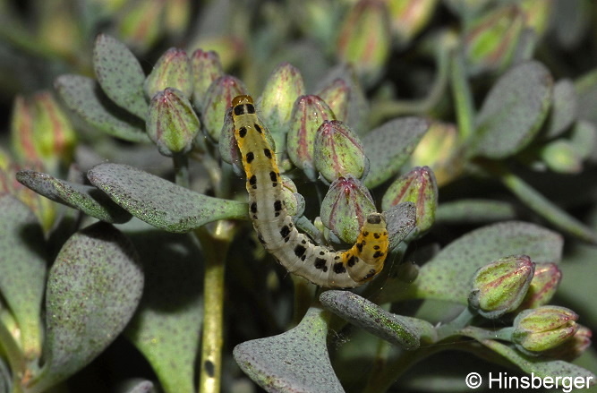 Yponomeuta sedella TREITSCHKE, 1833