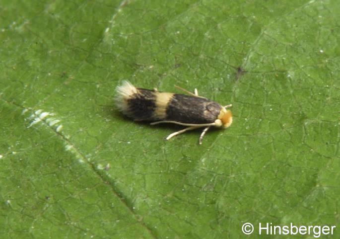 Stigmella carpinella (HEINEMANN, 1862)