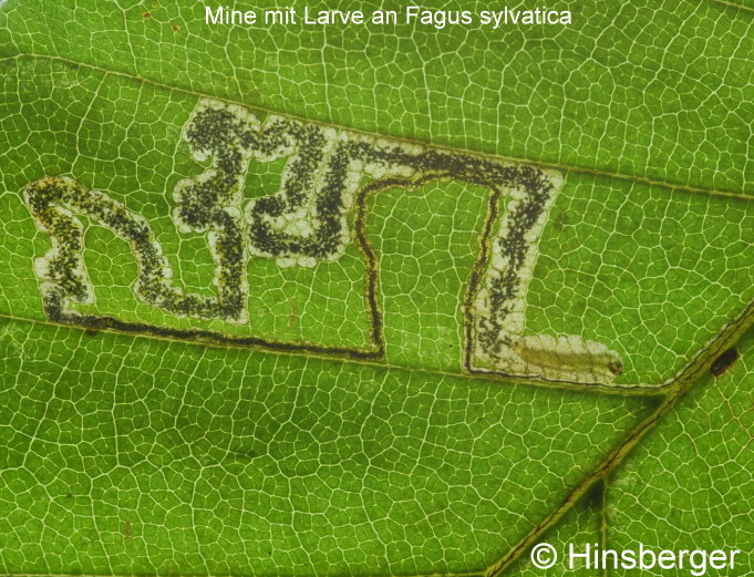 Stigmella tityrella (STAINTON, 1854)