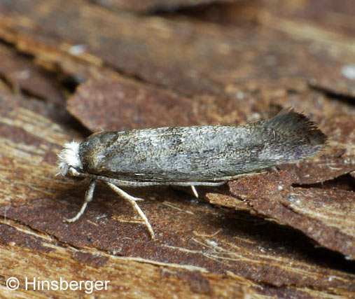 Swammerdamia pyrella (VILLERS, 1789)