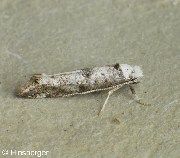 Paraswammerdamia albicapitella (Scharfenberg, 1805)