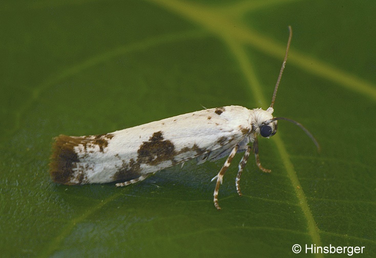 Prays fraxinella (BJERKANDER, 1784)