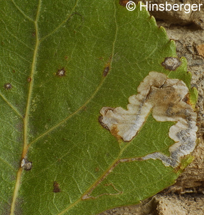 Stigmella trimaculella (HAWORTH, 1828)