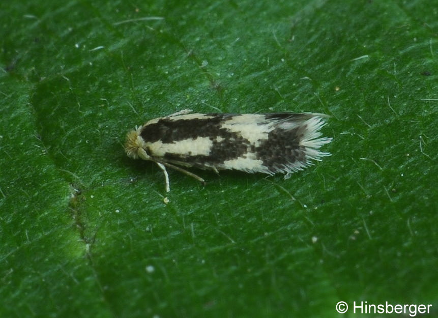 Stigmella trimaculella (HAWORTH, 1828)