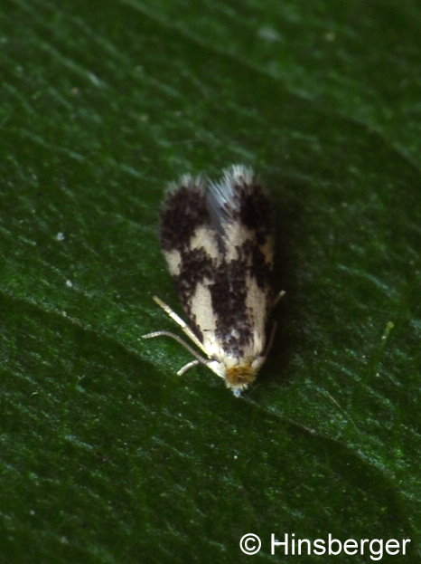 Stigmella trimaculella (HAWORTH, 1828)