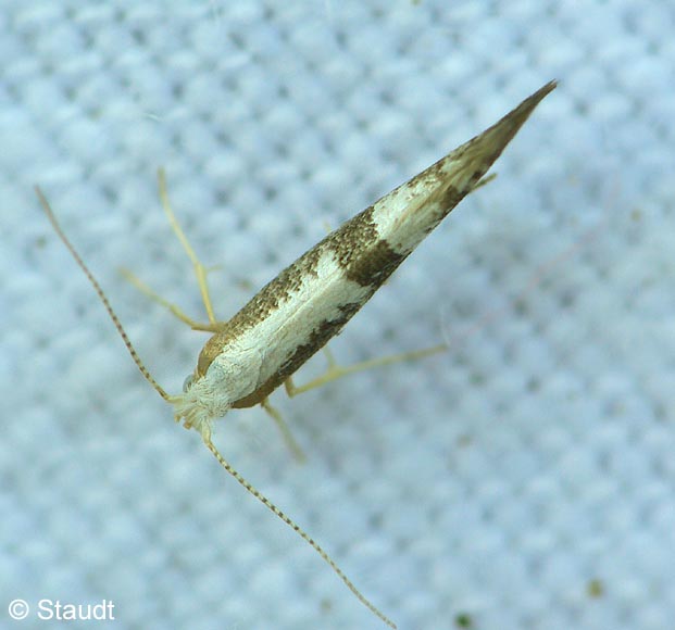 Argyresthia spinosella STAINTON, 1849