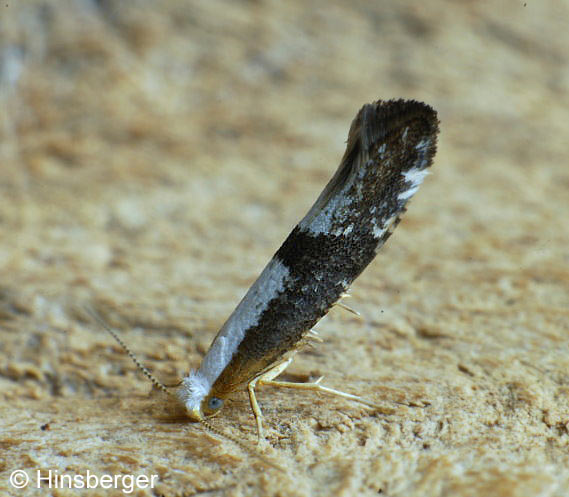 Argyresthia spinosella STAINTON, 1849