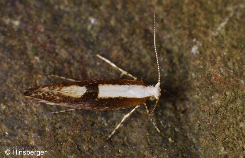 Argyresthia semifusca (HAWORTH, 1828)