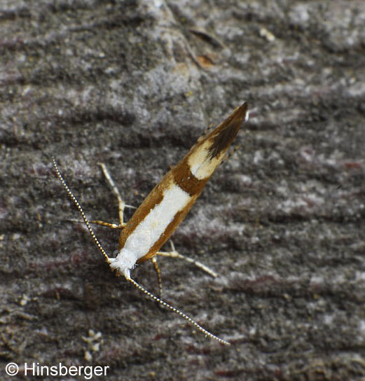 Argyresthia pruniella (CLERCK, 1759)