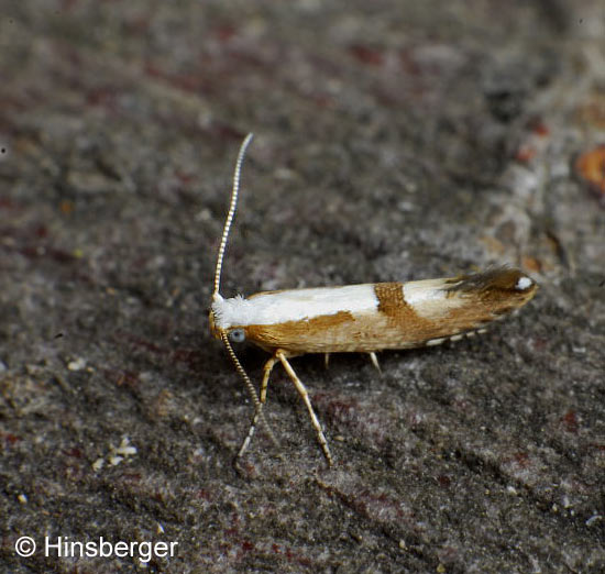 Argyresthia pruniella (CLERCK, 1759)