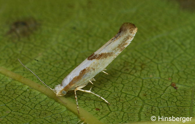 Argyresthia bonnetella (LINNAEUS, 1758)