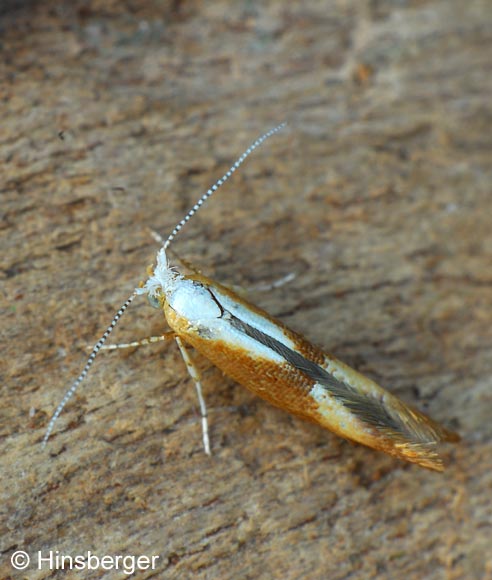 Argyresthia albistria (HAWORTH, 1828)