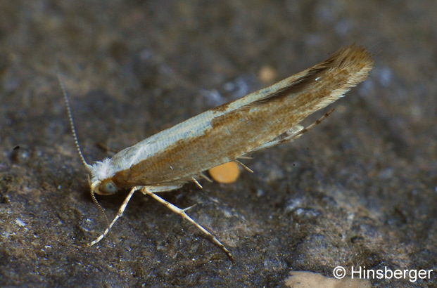 Argyresthia semitestacella (CURTIS, 1833)