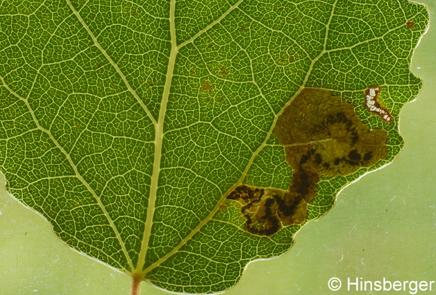 Stigmella assimilella (ZELLER, 1848)