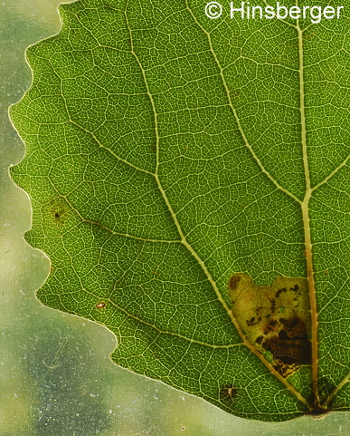 Stigmella assimilella (ZELLER, 1848)