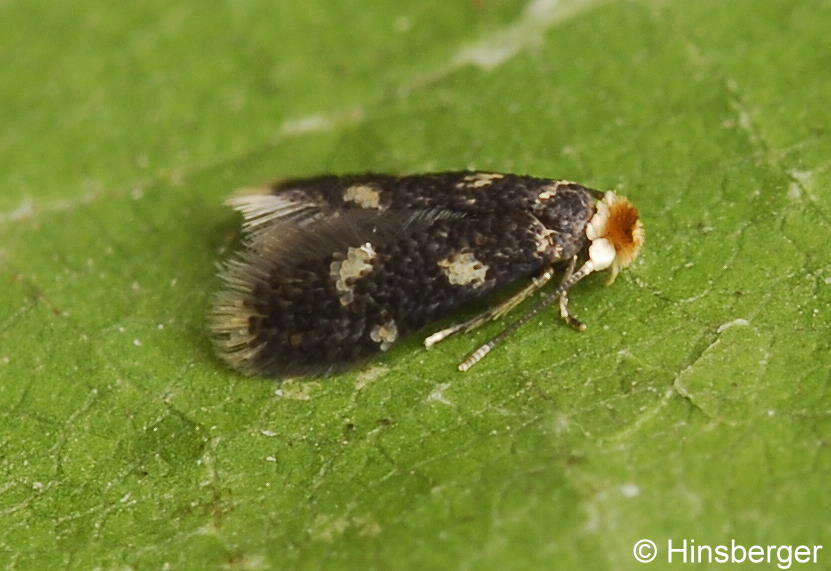 Stigmella assimilella (ZELLER, 1848)