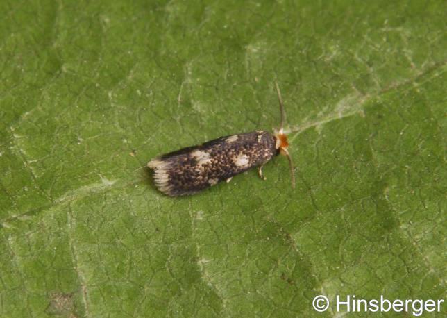 Stigmella assimilella (ZELLER, 1848)