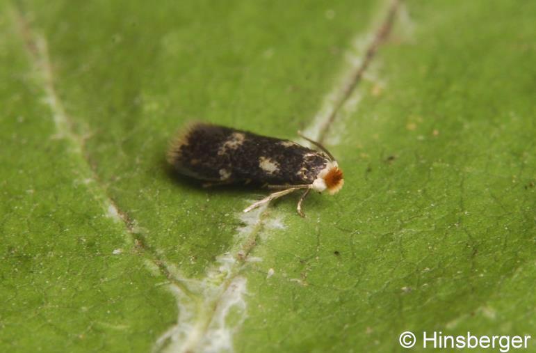 Stigmella assimilella (ZELLER, 1848)