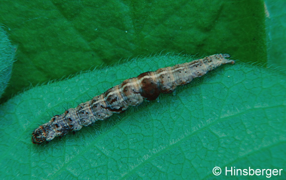 Ypsolopha nemorella (LINNAEUS, 1758)