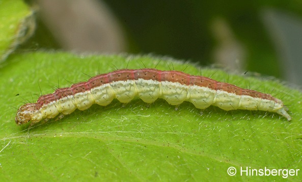 Ypsolopha dentella (FABRICIUS, 1775)