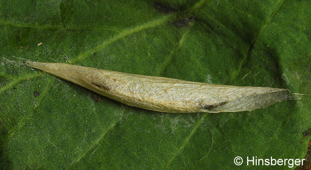 Ypsolopha dentella (FABRICIUS, 1775)