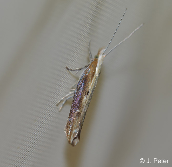 Ypsolopha falcella (DENIS & SCHIFFERMLLER, 1775)