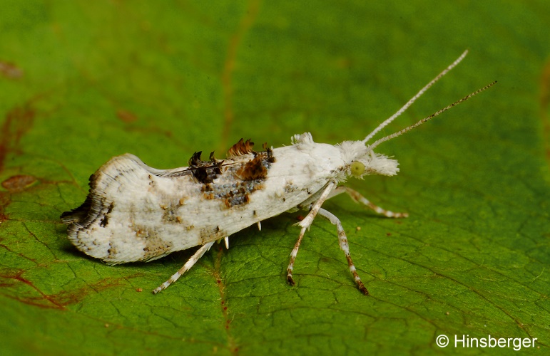 Ypsolopha asperella (LINNAEUS, 1761)