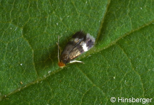 Stigmella plagicolella (STAINTON, 1854)