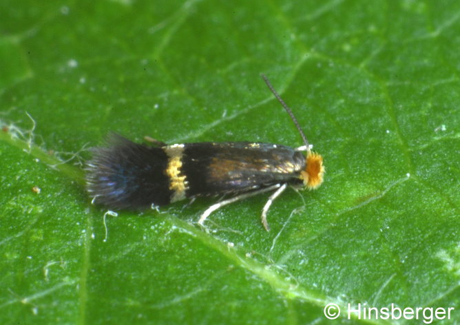 Stigmella plagicolella (STAINTON, 1854)