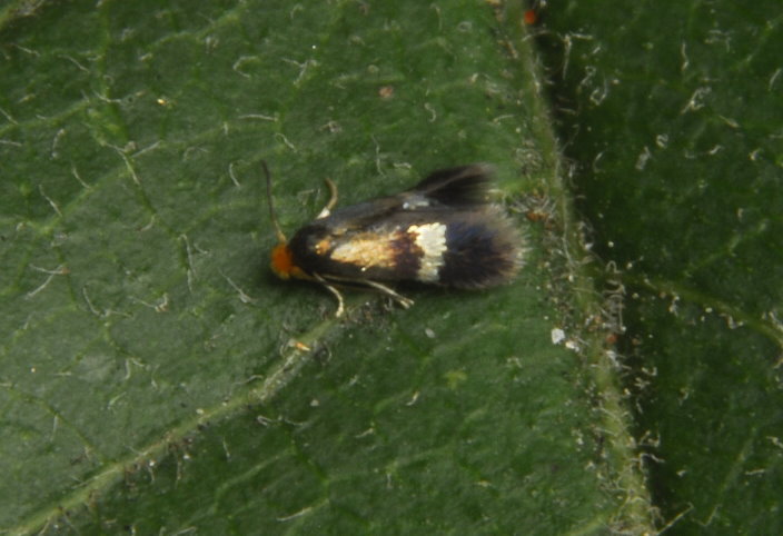 Stigmella plagicolella (STAINTON, 1854)