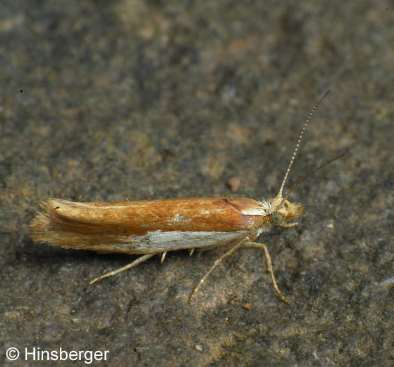 Ypsolopha parenthesella (LINNAEUS, 1761)