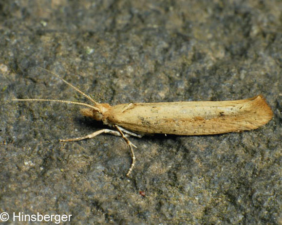 Ypsolopha ustella (CLERCK, 1759)
