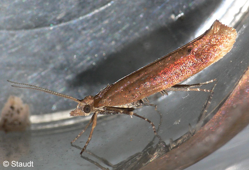 Ypsolopha ustella (CLERCK, 1759)